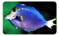 Mineral deficiency in marine fish