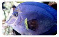 Mineral deficiency in marine fish