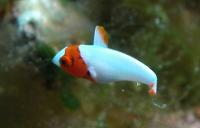 طوطی دو رنگ (Bicolor Parrotfish Juvenile)