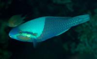 طوطی پنج زین (Fivesaddle Parrotfish)